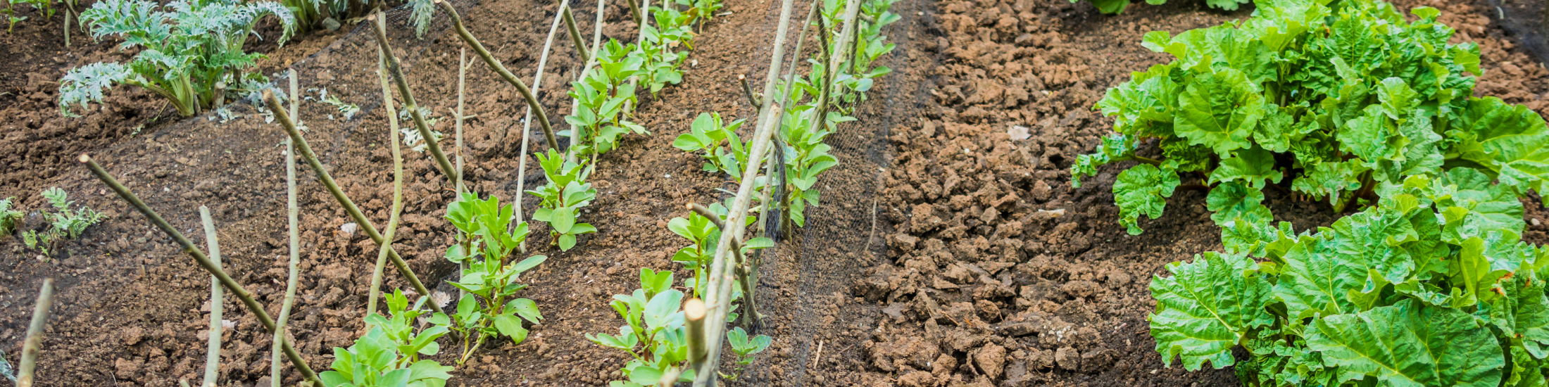 Lees meer over het artikel Petra laat de circulaire tuin van The Field opbloeien
